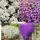 Groundcover ROCK CRESS MIXED COLORS Perennial Purple & White Non-GMO 1000 Seeds