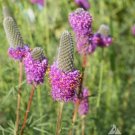 Clover PURPLE PRAIRIE Legume Honey Bees Pollinators PERENNIAL Non-GMO 2000 Seeds