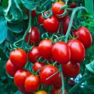 Tomato SMALL RED CHERRY Indeterminate Heirloom Containers USA Non-GMO 100 seeds