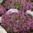 Creeping Thyme SCARLET Red Ground Cover 4"" Perennial Rock Garden 1000 Seeds