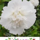 Hollyhock MAJORETTE DOUBLE WHITE Dwarf Biennial Memory Garden Non-GMO 50 Seeds