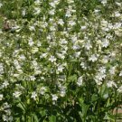 Penstemon SMOOTH WHITE Perennial Foxglove Beardtongue Native Non-GMO 1000 Seeds