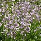 Penstemon HAIRY BEARDTONGUE Perennial PURPLE USA Hummingbirds Non-GMO 1000 Seeds