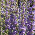 Penstemon ONE-SIDED PURPLE Perennial Beardtongue Hummingbirds Non-GMO 500 Seeds