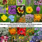Mother Nature’s Super Mix BEES 38 Species Flowers Wildflowers Non-GMO 1000 Seeds
