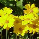 Coreopsis LANCE-LEAVED TICKSEED Perennial Butterfly Garden Non-GMO 200 Seeds