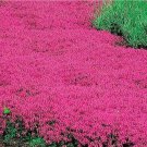 Creeping Thyme RED Groundcover Perennial Low HERB Fragrant USA Non-GMO 500 Seeds