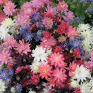 Columbine TALL DOUBLE Mix Perennial Native Spring Flowers Non-GMO 200 Seeds