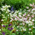 Dwarf EUROPEAN COLUMBINE Mixed Colors Perennial NA Native Non-GMO 100 Seeds