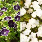 Nemophila BLACK & WHITE Mix (Purple-White) SHORT HEIRLOOM Non-GMO 200 Seeds