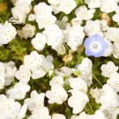 Nemophila WHITE Short 4-6"" Spring Blooms Containers HEIRLOOM Non-GMO 200 Seeds