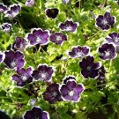 Nemophila PENNY BLACK Purple Baby Black Eyes Short HEIRLOOM Non-GMO 200 Seeds