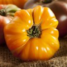 Tomato AMANA ORANGE 1-2 lb fruits Indeterminate Heirloom Non-GMO 30 seeds