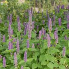 Hyssop LAVENDER Anise Agastache Purple Perennial Bees Love Non-GMO 200 Seeds
