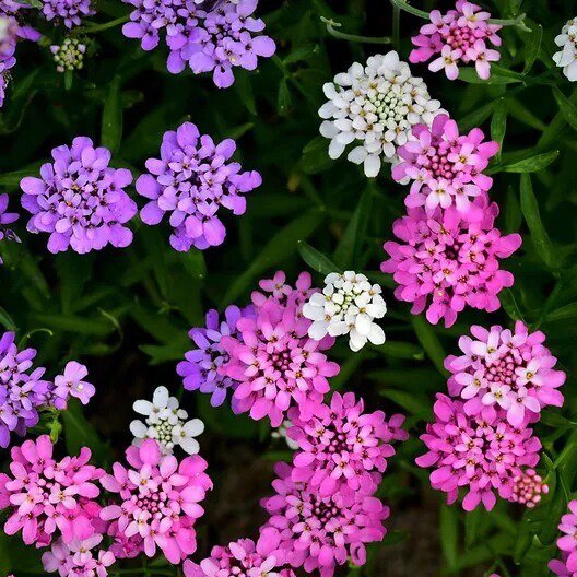 Candytuft MIXED COLORS Ground Cover Pollinators Fragrant USA Non-GMO 1000 Seeds