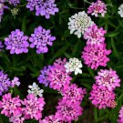 Candytuft MIXED COLORS Ground Cover Pollinators Fragrant USA Non-GMO 1000 Seeds