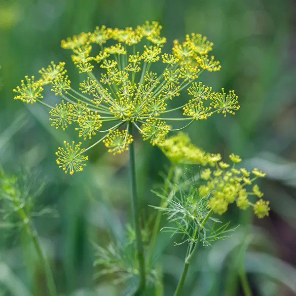 Herb DILL Culinary Black Swallowtail Butterfly Host Plant Non-GMO 200 Seeds