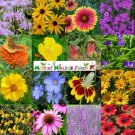 Wildflower Mix NATIVE ALL PERENNIAL Butterflies BEES Heirloom Non-GMO 500 Seeds