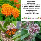 MILKWEED BLEND All Perennial Orange Common Showy Monarchs USA Non-GMO 100 Seeds