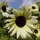 Sunflower ICE CREAM (Like Italian White) Tender Perennial Heirloom 200 Seeds