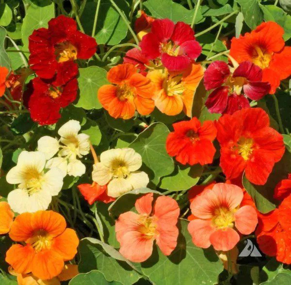 Nasturtium TIP TOP Mix DWARF Vine Red Orange Tubular Edible Non-GMO 20 Seeds