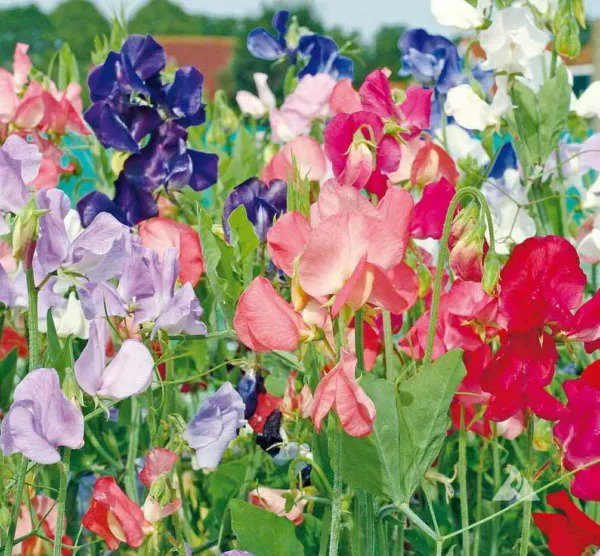 Sweet Pea EARLY MULTIFLORA Flower Mix Lathyrus Fragrant Vine Non-GMO 25 Seeds