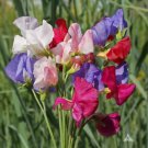 SWEET PEA MAMMOTH Flower Mix Lathyrus Fragrant 5' Tall Vine Non-GMO 25 Seeds