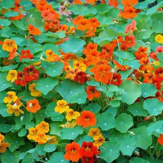 Nasturtium TALL MIX Mixed Colors Edible Flowers HEIRLOOM Non-GMO 20 SEEDS
