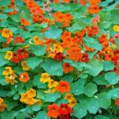 Nasturtium TALL MIX Mixed Colors Edible Flowers HEIRLOOM Non-GMO 20 SEEDS