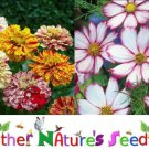 CANDY STRIPED Mix Zinnia & Cosmos Heat Lovers Butterflies Non-GMO 100 Seeds