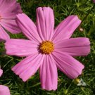 Cosmos PINKIE all Pink Flowers Butterflies Bees Special Offer Non-GMO 200 Seeds