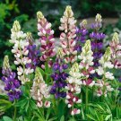 Lupine PIXIE Mix Dwarf Blue White Pink Annual HEIRLOOM Fresh - 100 Seeds