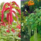 Amaranth Mix CHRISTMAS IN SUMMER Red & Green Flowers TALL Non-GMO 1000+ Seeds