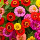 Zinnia LILLIPUT Mix elegans Mixed Colors Heirloom Pollinators Non-GMO 100 Seeds