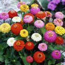 Zinnia elegans SPRITE Mix Short / Dwarf Heirloom Butterflies Non-GMO 100 Seeds