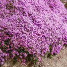 Creeping Thyme WILD Groundcover Perennial Purple Fragrant Bees Non-GMO 500 Seeds