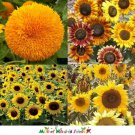 Sunflower DWARFIE DWARF MIX Butterflies Bees Birds Goldfinches Non-GMO 50 Seeds