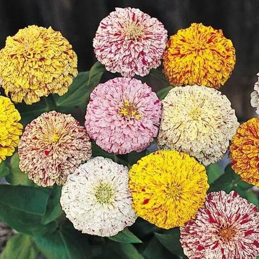Zinnia PEPPERMINT STICK Mix Pollinators Butterflies Hummingbird USA 200 Seeds