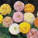 Zinnia PEPPERMINT STICK Mix Pollinators Butterflies Hummingbird USA 200 Seeds