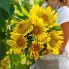 Sunflower DWARF YELLOW PYGMY 18” Tall SAFE FOR BEES Non-GMO 25 Seeds