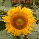 Sunflower DWARF INCREDIBLE 30-40” | 8” Flowers SAFE FOR BEES Non-GMO 100 Seeds