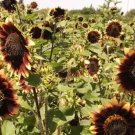 Sunflower CRIMSON VELVET HEIRLOOM 8"" Flowers Cut-Flowers Bees Non-GMO 50 Seeds