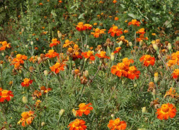 Marigold NEMATODE CONTROL MIX Beneficial HEIRLOOM TALL Edible Non-GMO 200 Seeds
