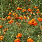 Marigold NEMATODE CONTROL MIX Beneficial HEIRLOOM TALL Edible Non-GMO 200 Seeds