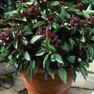 Herb BASIL SIAM QUEEN Edible Culinary Thai Basil Asian Non-GMO 250 Seeds