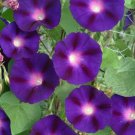 Morning Glory GRANDPA OTT Purple Climbing Vine 15' Heirloom Non-GMO 100 Seeds