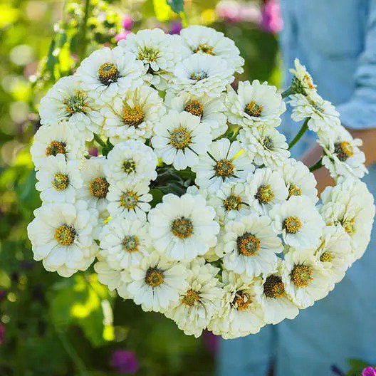 Zinnia POLAR BEAR Double Blooms ALL WHITE Moon Memory Gardens Non-GMO 100 Seeds
