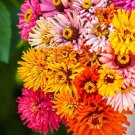 Zinnia BURPEEANA GIANTS MIX Annual 24"" High LARGE Blooms Non-GMO 100 Seeds