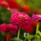 Zinnia PEPITO MIX DWARF Heirloom 10” Petite Low Grow 5 Colors Non-GMO 100 Seeds
