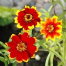Zinnia CHIPPENDALE DAISY Petite Flowers Gardening Pollinators Non-GMO 200 Seeds